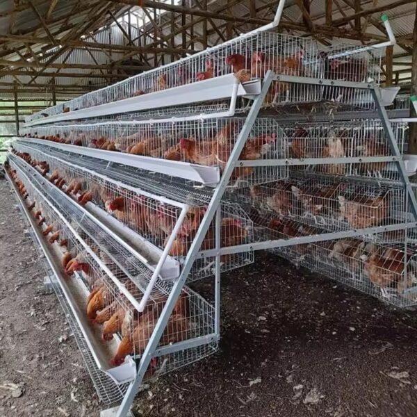 chicken farm cage